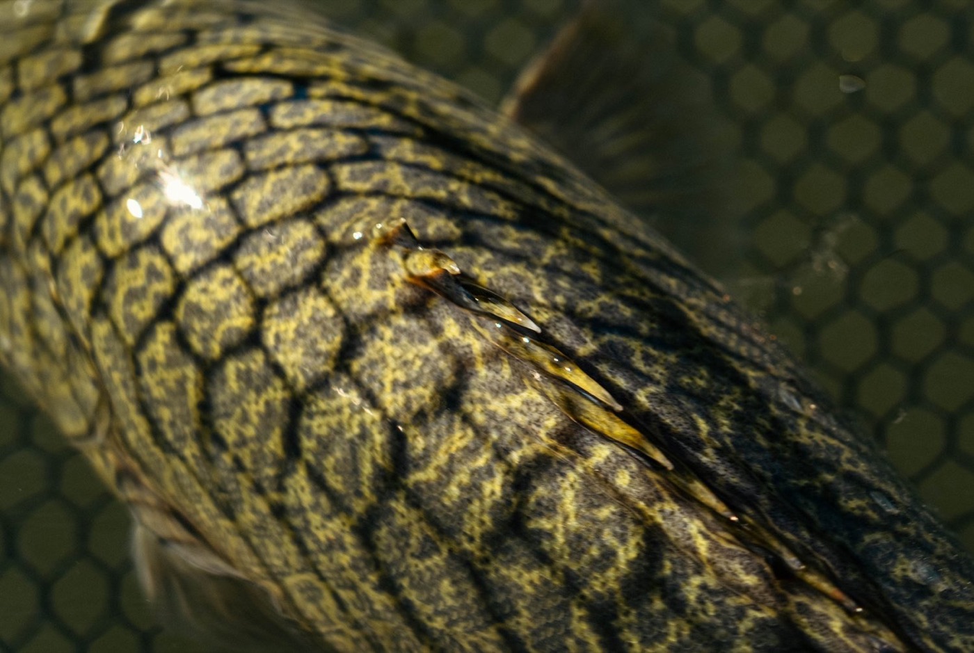 13 Fishing still 5