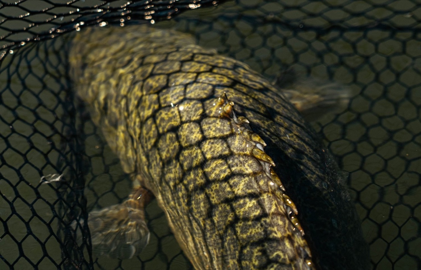 13 Fishing still 6