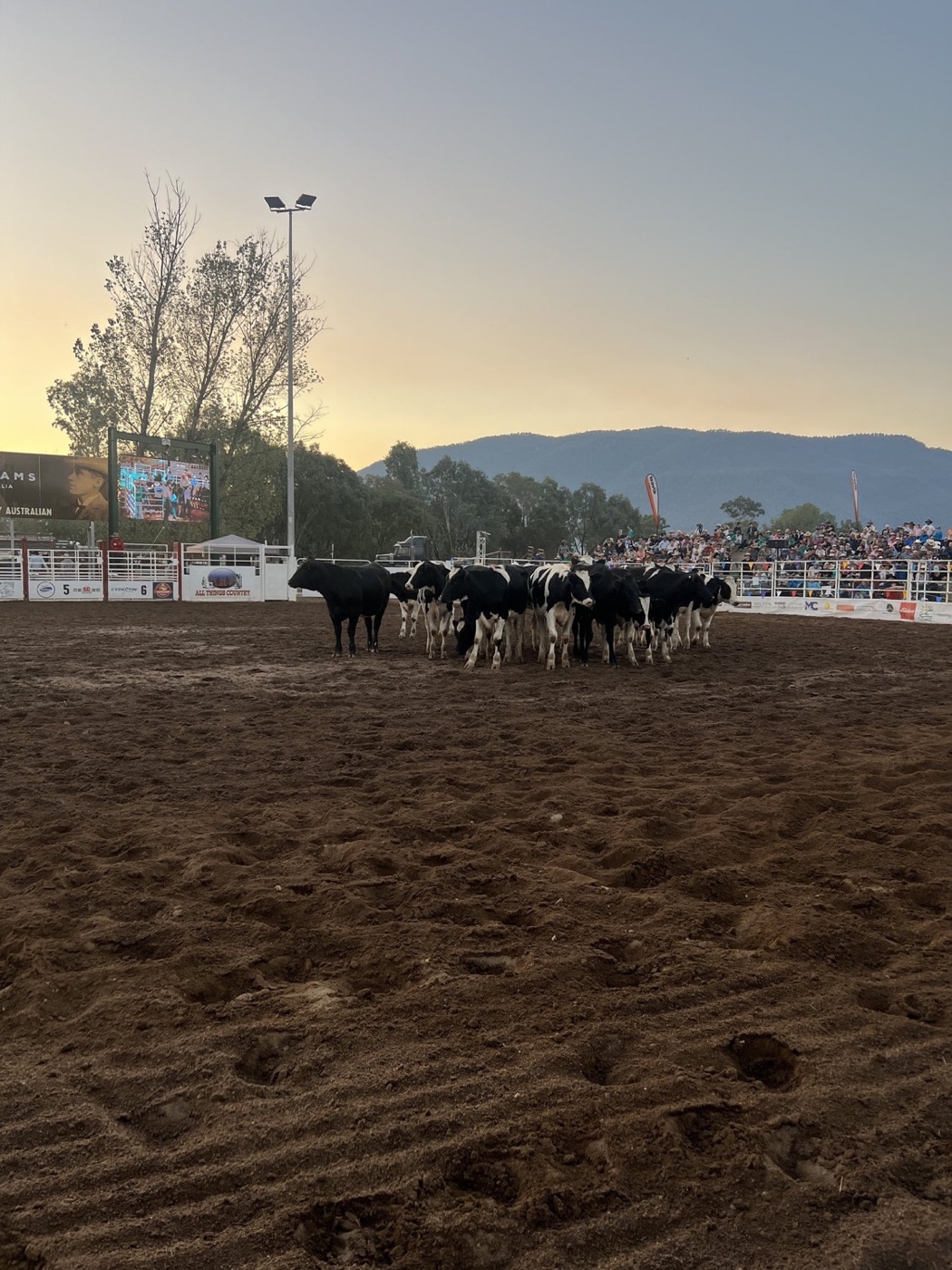 Man From Snowy River Festival still 2
