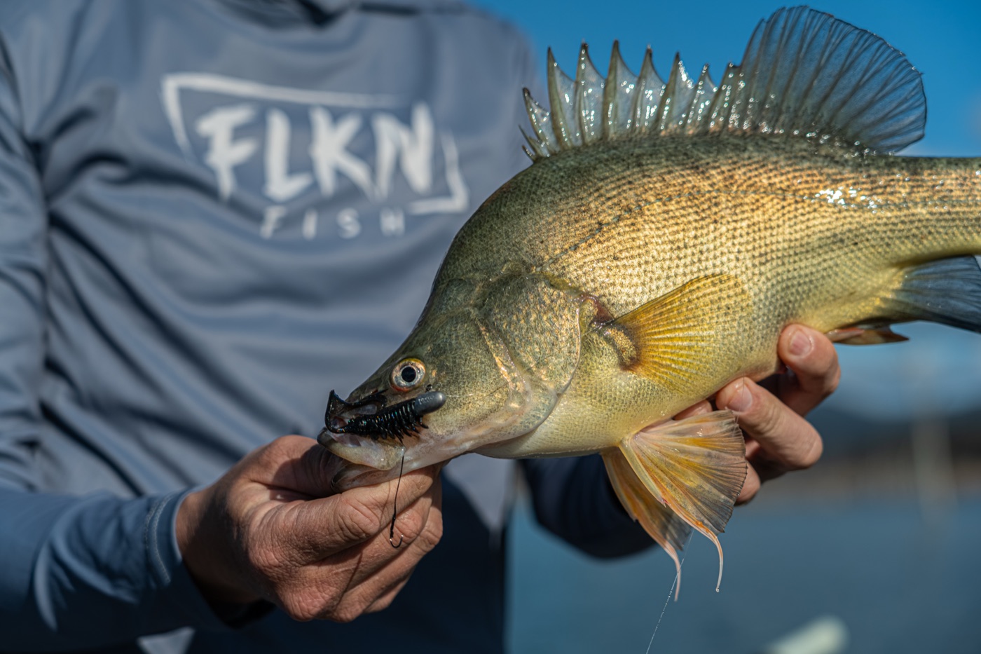 Rapala Australia still 2