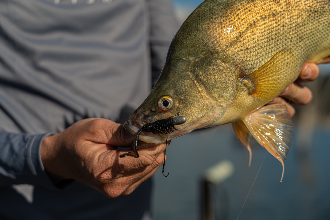 Rapala Australia still 3