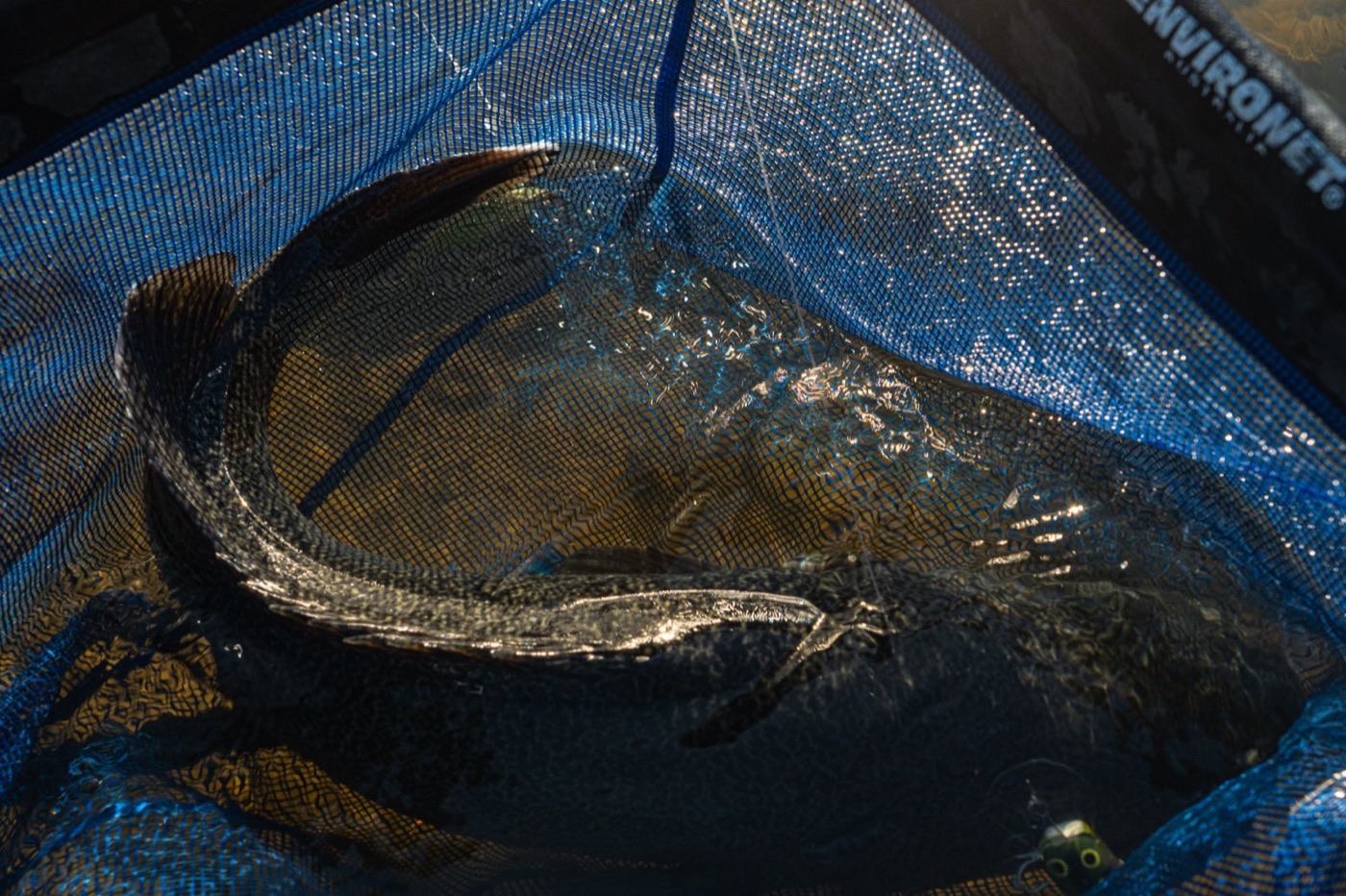 Social Fishing still 27